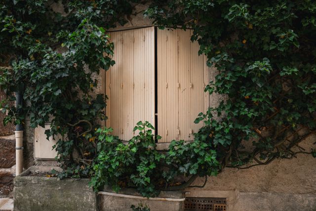 Les plantes grimpantes les plus spectaculaires pour vos murs